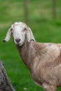 Anglo Nubian goat