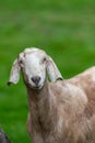 Anglo Nubian goat