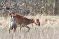 Anglo nubian goat with very big udder Royalty Free Stock Photo