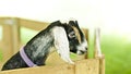 Anglo-Nubian Goat Royalty Free Stock Photo