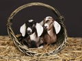 Anglo-nubian goats in the basket Royalty Free Stock Photo