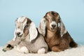 Anglo-nubian young goats on wool Royalty Free Stock Photo