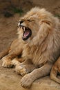 Angola lion