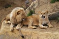 Angola lion, lion and lioness Royalty Free Stock Photo