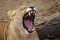 Angola lion, lioness Royalty Free Stock Photo