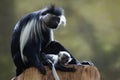 Angolan colobus (Colobus angolensis). Royalty Free Stock Photo