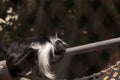 Angolan Colobus monkey of the genus Colobus angolensis palliatus