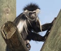 Angolan Colubus Monkey at Zoo Tampa at Lowery Park