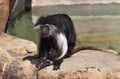 Angolan Colubus Monkey at Zoo Tampa at Lowry Park