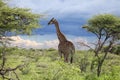 Angolan giraffe