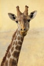 Angolan giraffe Giraffa camelopardalis angolensis