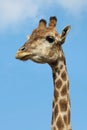 Angolan giraffe Giraffa camelopardalis angolensis
