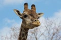 Angolan giraffe Giraffa camelopardalis angolensis