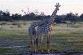 Angolan giraffe Giraffa camelopardalis angolensis, also known as the Namibian giraffe, a pair of giraffes in the early morning