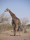 Angolan Giraffe Royalty Free Stock Photo