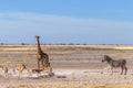 An Angolan giraffe, a Zebra and a herd of springbok, Etosha National Park, Namibia.