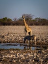 Angolan giraffe and mountain zebra. Royalty Free Stock Photo