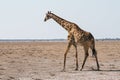 Angolan Giraffe Walking in Dry, Plain of Etosha Pan, Namibia Royalty Free Stock Photo