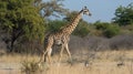 Angolan Giraffe (Giraffa camelopardalis angolensis). AI Generative