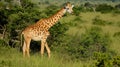 Angolan Giraffe (Giraffa camelopardalis angolensis). AI Generative