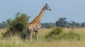 Angolan Giraffe (Giraffa camelopardalis angolensis). AI Generative