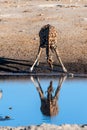 A drinking Giraffe near a waterhole in Etosha Royalty Free Stock Photo