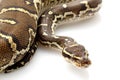 Angolan python Royalty Free Stock Photo