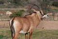 Angolan roan antelope (Hippotragus equinus cottoni Royalty Free Stock Photo