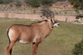 Angolan roan antelope (Hippotragus equinus cottoni