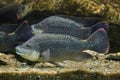 Angolan tilapia Oreochromis angolensis