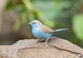 Angolees Blauwfazantje, Blue Waxbill, Uraeginthus angolensis Royalty Free Stock Photo