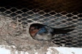 Angolese Zwaluw, Angola Swallow, Hirundo angolensis Royalty Free Stock Photo