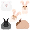 Angora bunny set Royalty Free Stock Photo