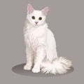 Angora cat. Cat breed. Favorite pet. Lovely fluffy kitten with green eyes. Realistic vector illustration. Royalty Free Stock Photo