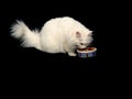 Angora Cat Eating Food