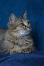 Angora cat