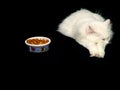 Angora Cat Ignoring Food Royalty Free Stock Photo