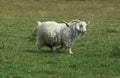 Angora Domestic Billy goat, Breed producing the Mohair Wool