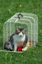 Angora Domestic Cat, Adult standing in Carry Cage