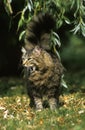 Angora Domestic Cat, Adult standing on Grass, Yawning