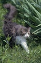 ANGORA DOMESTIC CAT, ADULT WALKING ON GRASS