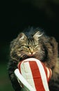 Angora Domestic Cat laying on Chair