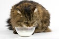 Angora Domestic Cat, Male drinking Milk against White Background