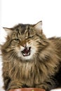 Angora Domestic Cat, Male with Funny Face against White Background