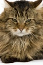 ANGORA DOMESTIC CAT, PORTRAIT OF MALE