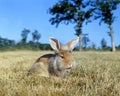 Angora Domestic Rabbit Royalty Free Stock Photo
