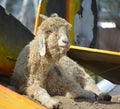 The Angora goat is a breed of domesticated goat, Royalty Free Stock Photo