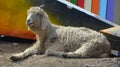 The Angora goat is a breed of domesticated goat, Royalty Free Stock Photo