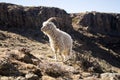 Angora goat is feeding in the Maluti mountains, Drakensberg, Lesotho. Royalty Free Stock Photo