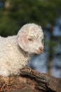 Angora goat kid Royalty Free Stock Photo